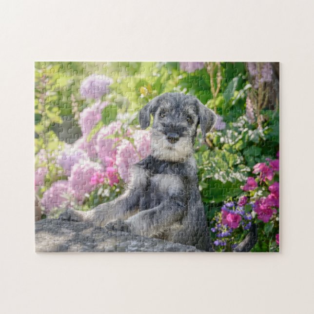 Standard Schnauzer Welpe in einem blühenden Garten (Horizontal)