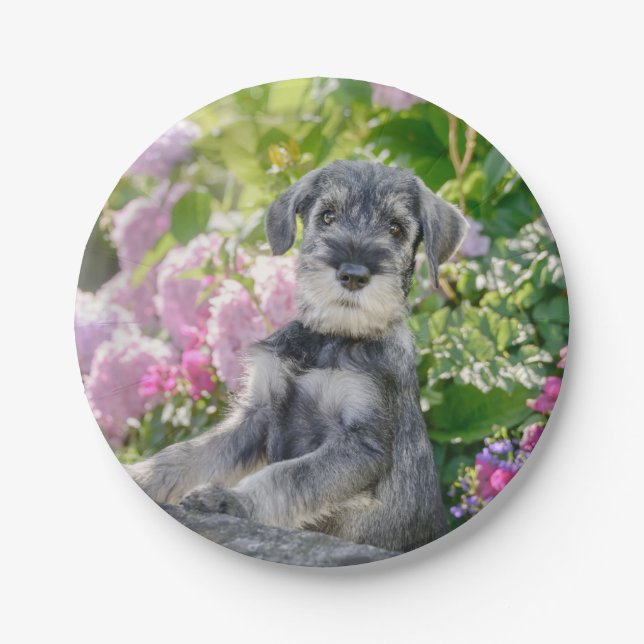 Standard Schnauzer Welpe in einem blühenden Garten Pappteller (Vorderseite)