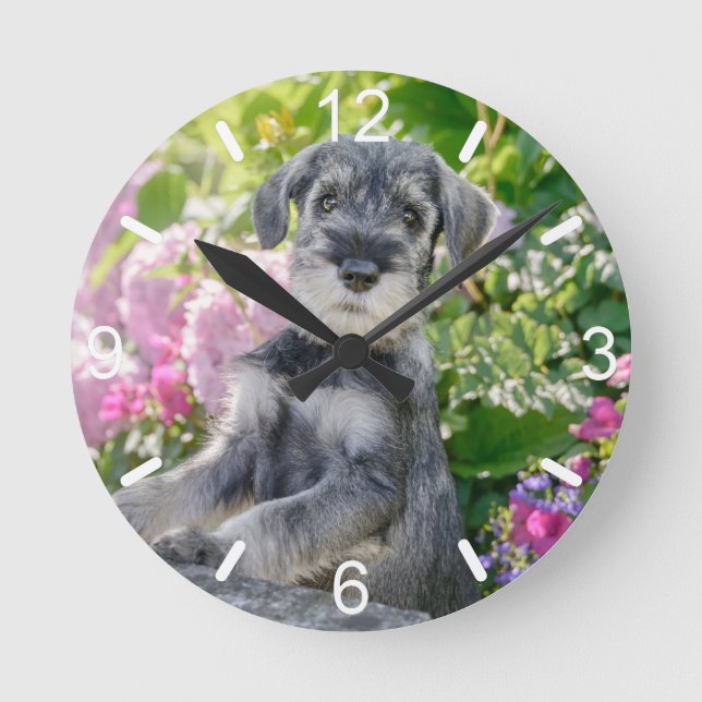 Standard Schnauzer Welpe in einem blühenden Garten Runde Wanduhr (Vorderseite)