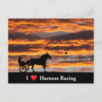 Standard-Trotting-Racehorse-Postkarte
