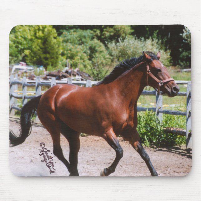 Standardbred Pferd, das Mousepad galoppiert (Vorne)