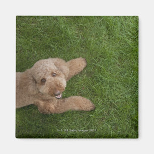 Standardpoodle 2 magnet