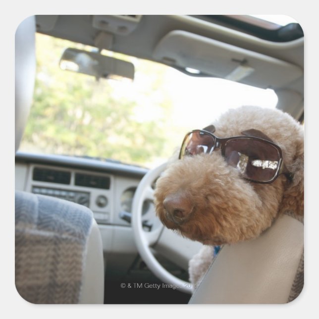 Standardpoodle 3 quadratischer aufkleber (Vorderseite)