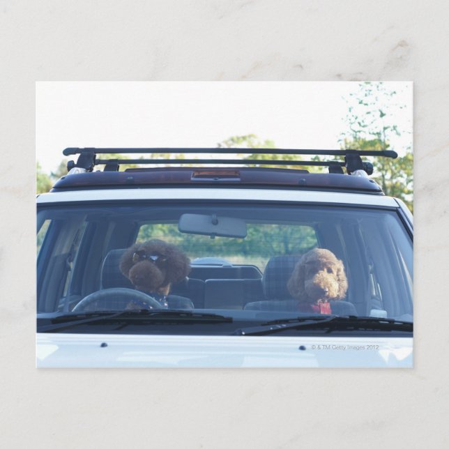 Standardpoodle 4 postkarte (Vorderseite)