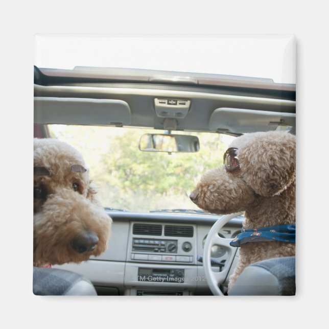 Standardpoodle Magnet (Vorne)