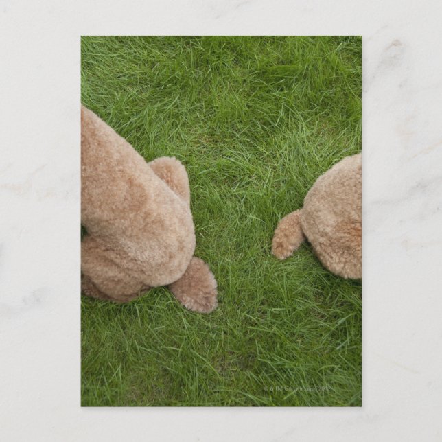 Standardpoodle Postkarte (Vorderseite)