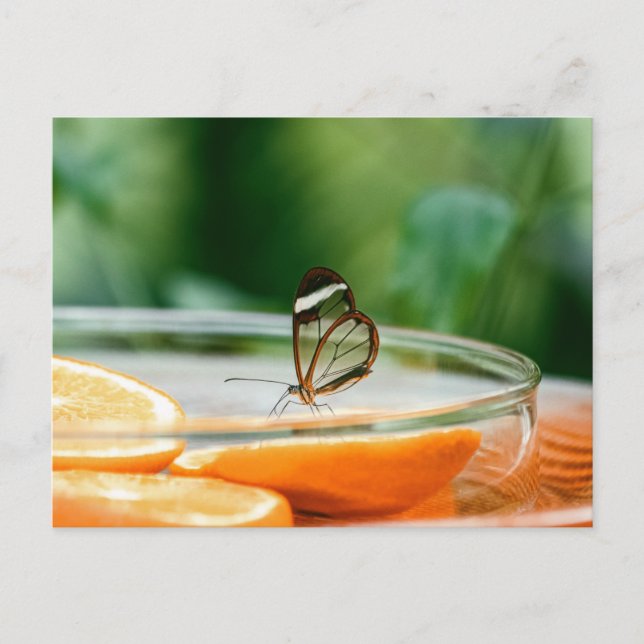 Standardpostkarte Postkarte (Vorderseite)