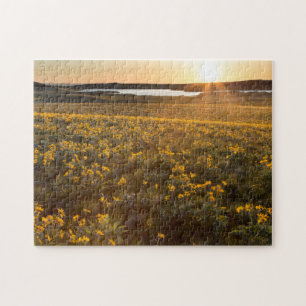 Ständer von Balsamroot-Wildblumen