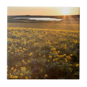 Ständer von Balsamroot-Wildblumen Fliese