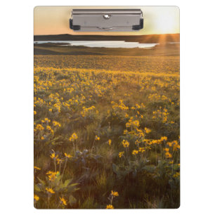 Ständer von Balsamroot-Wildblumen Klemmbrett