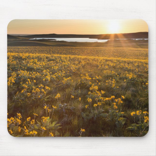 Ständer von Balsamroot-Wildblumen Mousepad (Vorne)