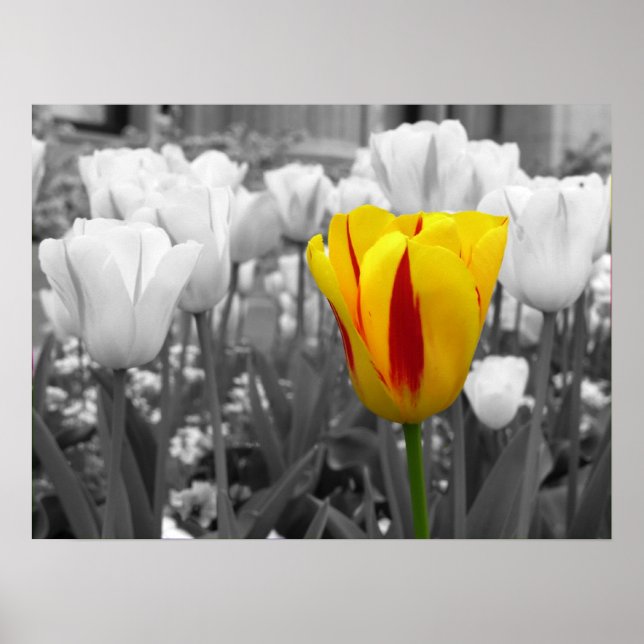 Standout Tulip Poster (Vorne)