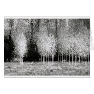 Stands d'arbres
