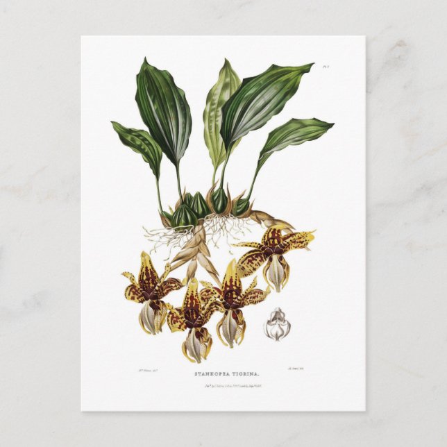 Stanhopea tigrina postkarte (Vorderseite)