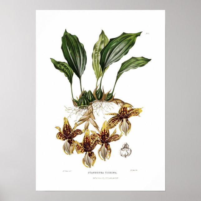 Stanhopea tigrina von Augusta Innes Withers. Poster (Vorne)