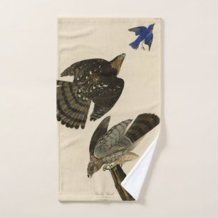 Stanley (Cooper's) Hawk Audubon's Birds of America