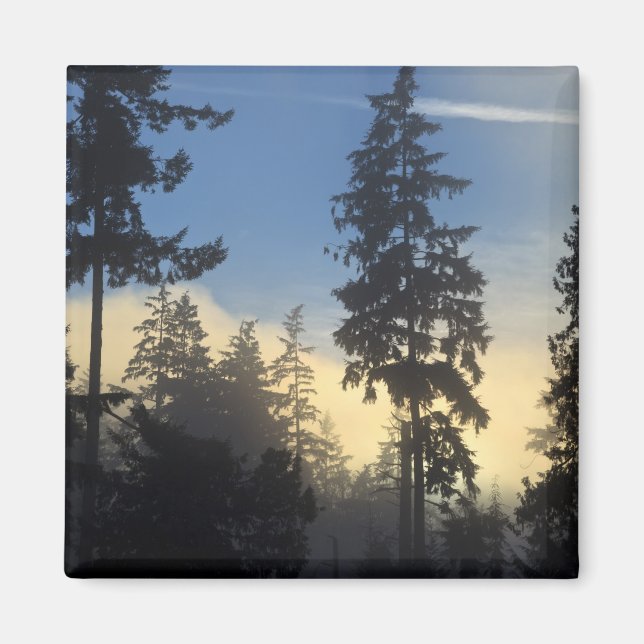 Stanley Park, Wald, Nebel der Meeresschicht Magnet (Vorne)