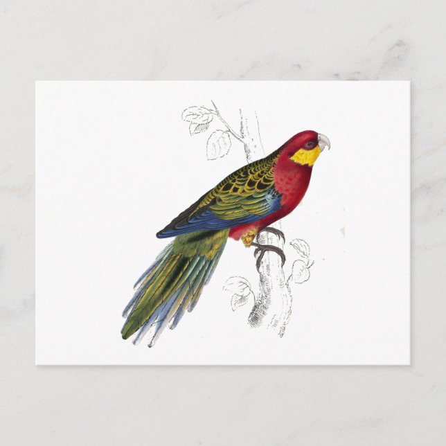 Stanley Parrakeet von Edward Lear Postkarte (Vorderseite)