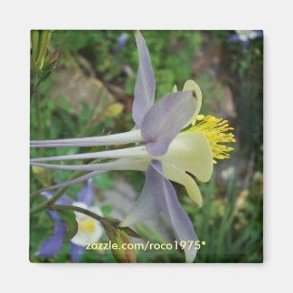 Stanza di vedere magnet