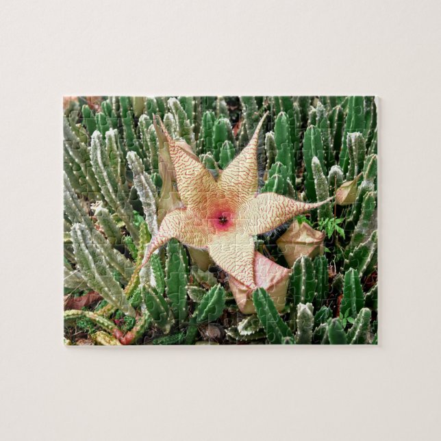 Stapelia Starfish Cactus Blume Foto (Horizontal)