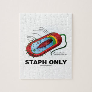 Staph only (Bakteriendiagramm Prokaryote Bakterien