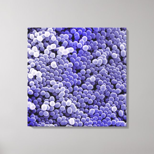 Staphylococcus Leinwanddruck (Vorderseite)