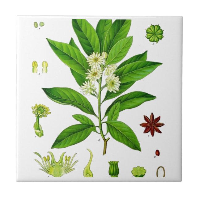 Star Anise Fliese (Vorderseite)