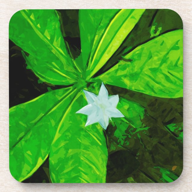 Star Blume eine weiße Wildblume Abstrakt Untersetzer (Vorderseite)