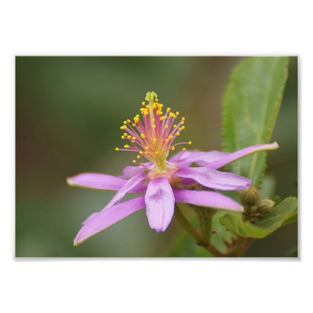 Star Burst Fotodruck (Vorne)