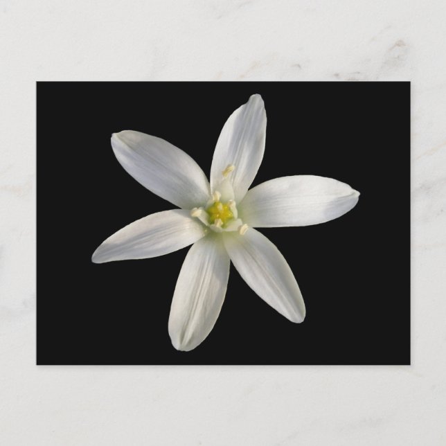 Star de Bethléem ~ carte postale (Devant)