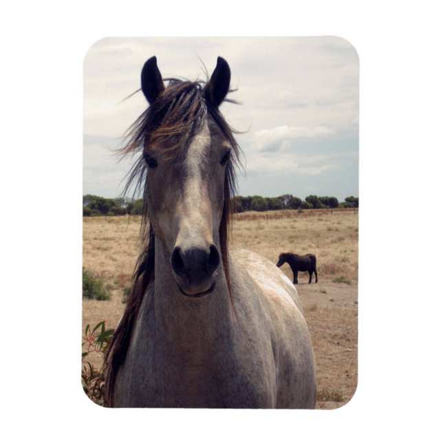 Star des arabischen Pony, flexibler Magnet (Vertikal)