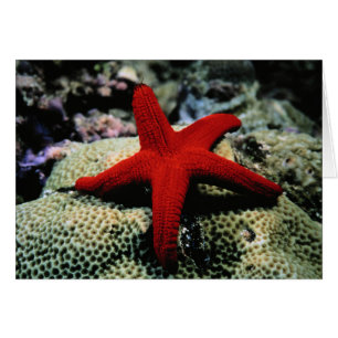 Star Fish Rotes Meer
