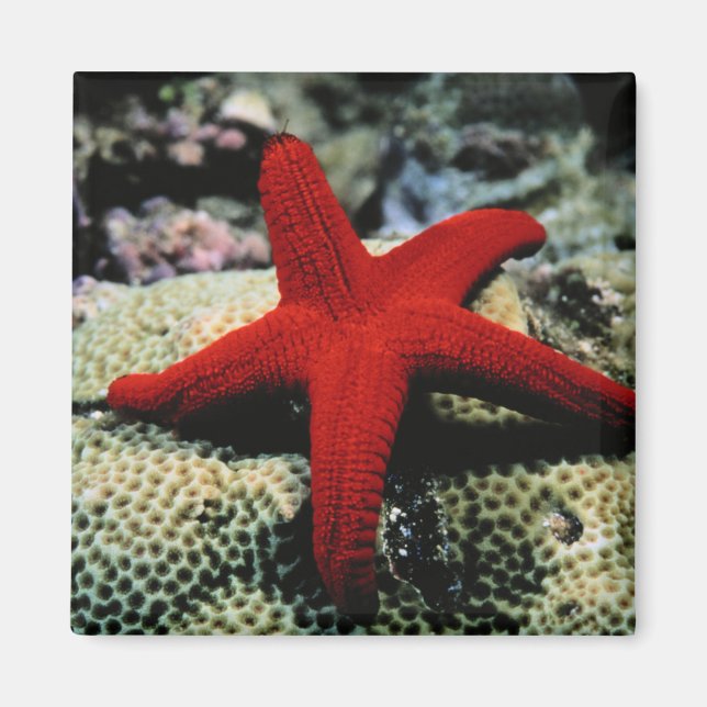 Star Fish | Rotes Meer Magnet (Vorne)