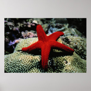 Star Fish Rotes Meer Poster