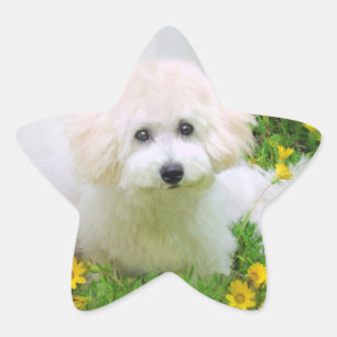 Star-Foto-Sticker Stern-Aufkleber