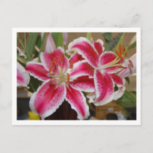 Star Gazer Lily Postcard Postkarte