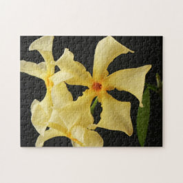 Star Jasmine Blume 11x14 252pc jpcnm