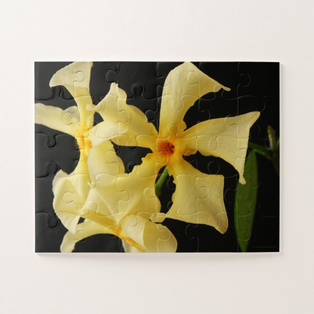 Star Jasmine Blume 11x14 30pc jpcnm (Horizontal)