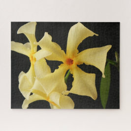 Star Jasmine Blume 16x20 520pc jpcnm