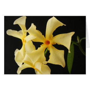 Star Jasmine Blume gccn