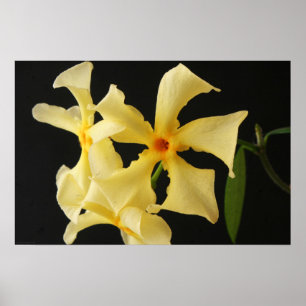 Star Jasmine Blume wapa Poster