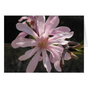 Star Magnolia