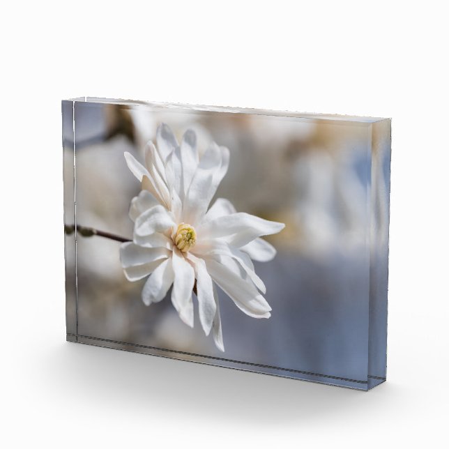 Star Magnolia Bloom Fotoblock (Rechts)