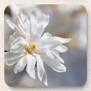 Star Magnolia Bloom Getränkeuntersetzer