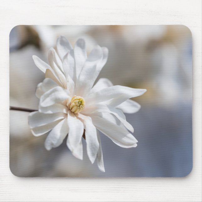 Star Magnolia Bloom Mousepad (Vorne)