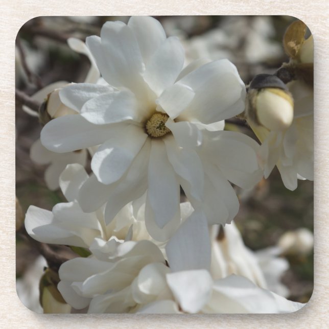 Star Magnolia Blooms Untersetzer (Vorderseite)