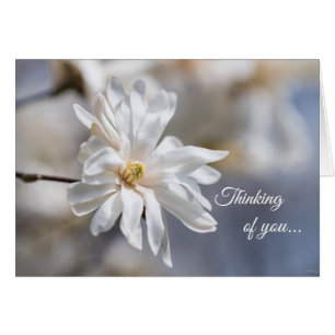 Star Magnolia blühen Denken Sie an Ihre Karte