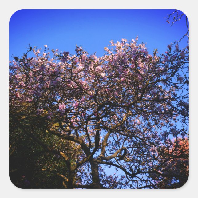 Star Magnolia Stickers (Vorderseite)