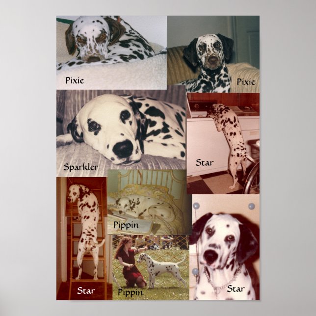 Star, Pippin, Sparkler & Pixie Poster (Vorne)