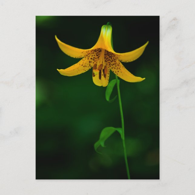 Star Pose Postkarte (Vorderseite)